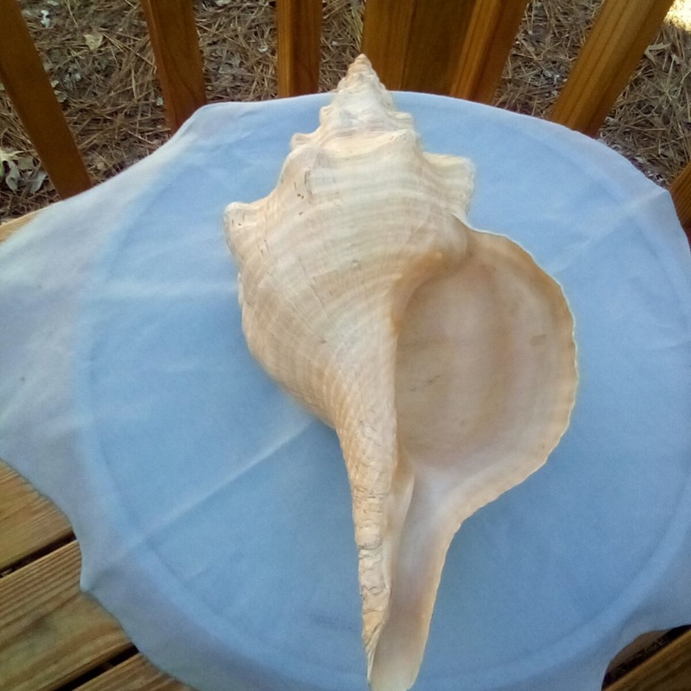 Horse Conch - official Florida state shell